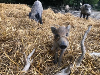 Hébergement insolite en Auvergne-Rhône-Alpes, avec des cochons sur un lit de paille.