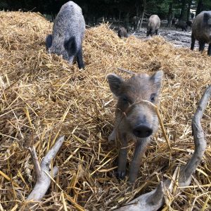 Hébergement insolite en Auvergne-Rhône-Alpes, avec des cochons dans un champ de paille.