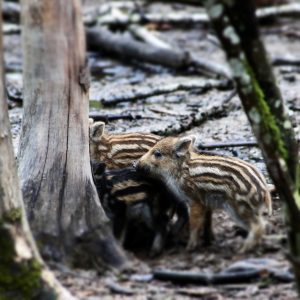 Hébergement insolite en Auvergne-Rhône-Alpes, avec des petits marcassins explorant la forêt.