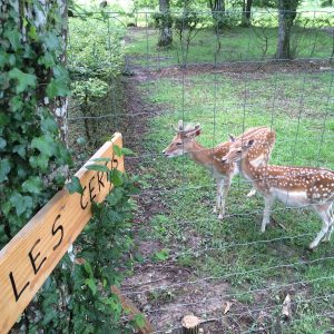 Hébergement insolite en Auvergne-Rhône-Alpes, avec des cerfs dans un cadre verdoyant.