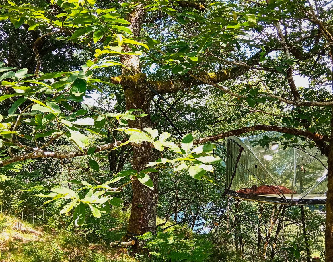 Cabane en verre perchée dans un arbre, entourée de verdure luxuriante.