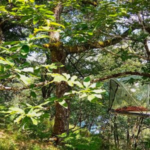 Cabane en verre perchée dans un arbre, entourée de verdure luxuriante.