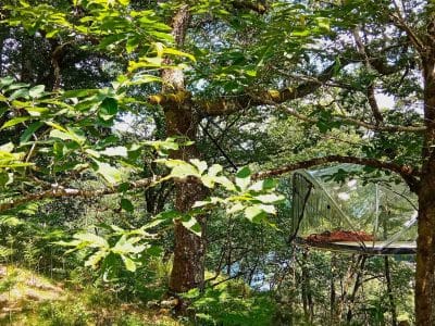 Cabane en verre perchée dans un arbre, entourée de verdure luxuriante.