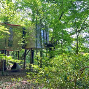 Cabane perchée en bois, entourée de verdure luxuriante en Bourgogne.