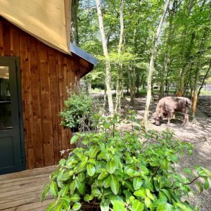 Cabane en bois dans les arbres, entourée de verdure et dun animal paisible.