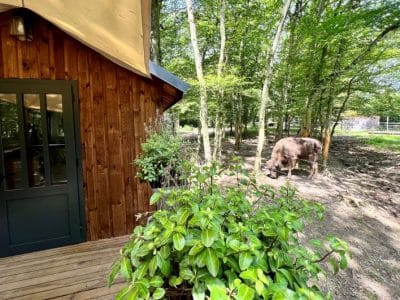 Cabane en bois dans les arbres, entourée de verdure et dun animal paisible.