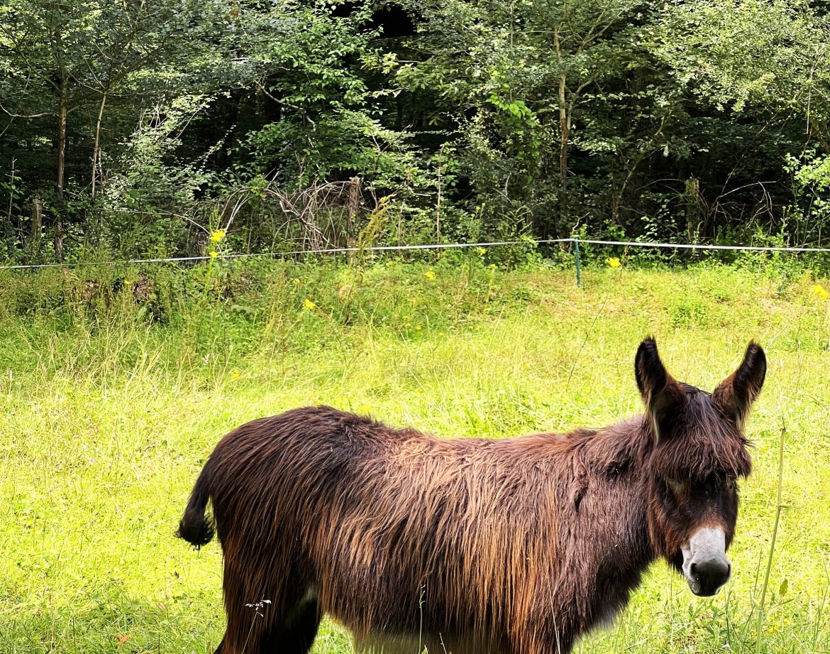 Hébergement insolite en Bourgogne : cabane perchée dans les arbres, âne dans le champ.