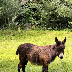 Hébergement insolite en Bourgogne : cabane perchée dans les arbres, âne dans le champ.