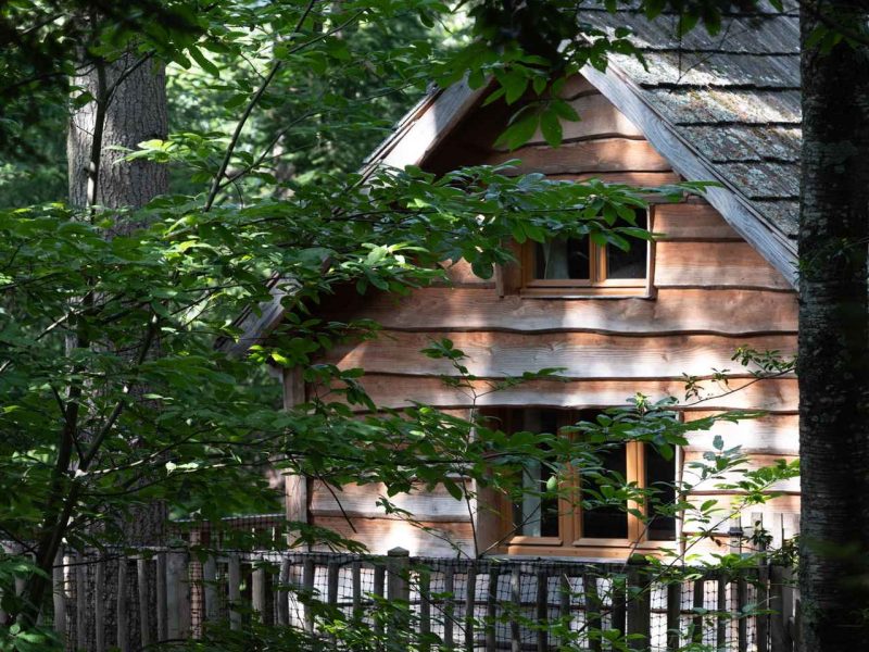 Cabane dans les arbres en bois, entourée de verdure luxuriante et de lumière filtrante.
