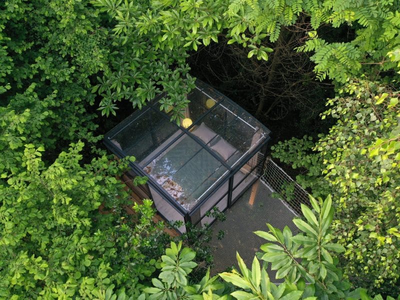 Cabane en verre perchée dans les arbres, entourée de verdure luxuriante.