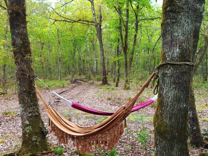 Hamac suspendu entre deux arbres dans une forêt verdoyante, parfait pour se détendre.