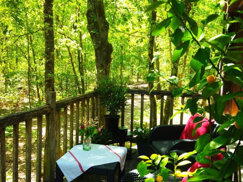 Chalet en bois avec terrasse verdoyante, entouré darbres luxuriants.