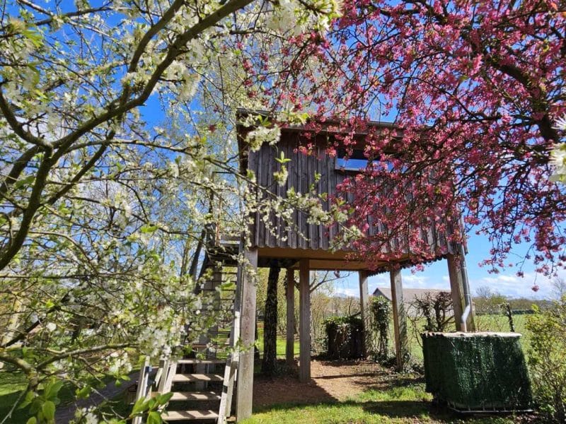 Cabane perchée dans un arbre, entourée de fleurs printanières et verdure.