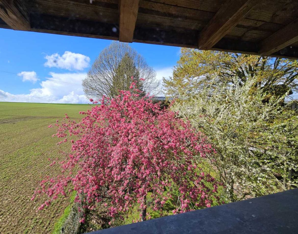 Hébergement insolite en Hauts-de-France, vue sur des arbres en fleurs et un paysage verdoyant.