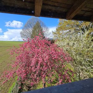Hébergement insolite en Hauts-de-France, vue sur des arbres en fleurs et un paysage verdoyant.