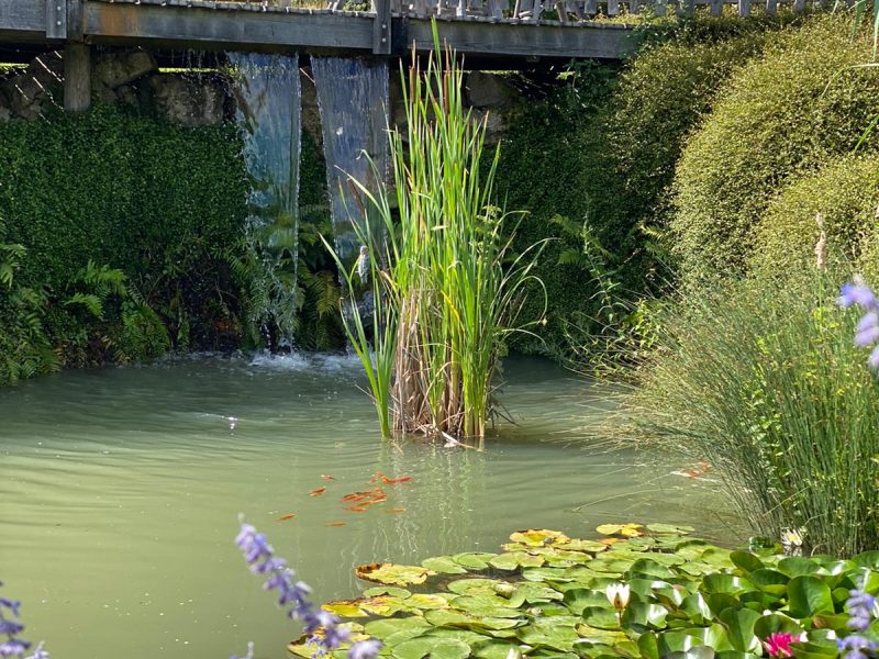Hébergement en gîte avec un joli jardin, étang et pont en bois.