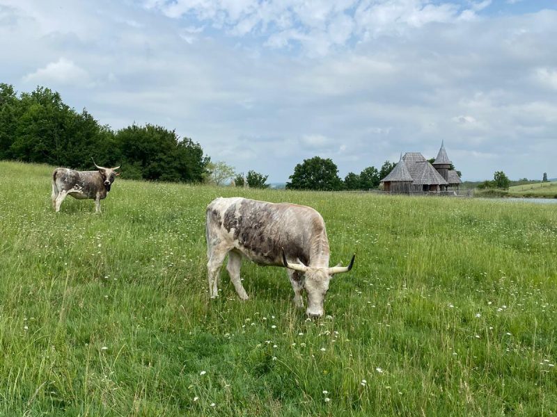 Gîte rural avec vaches paissant dans un champ verdoyant sous un ciel nuageux.