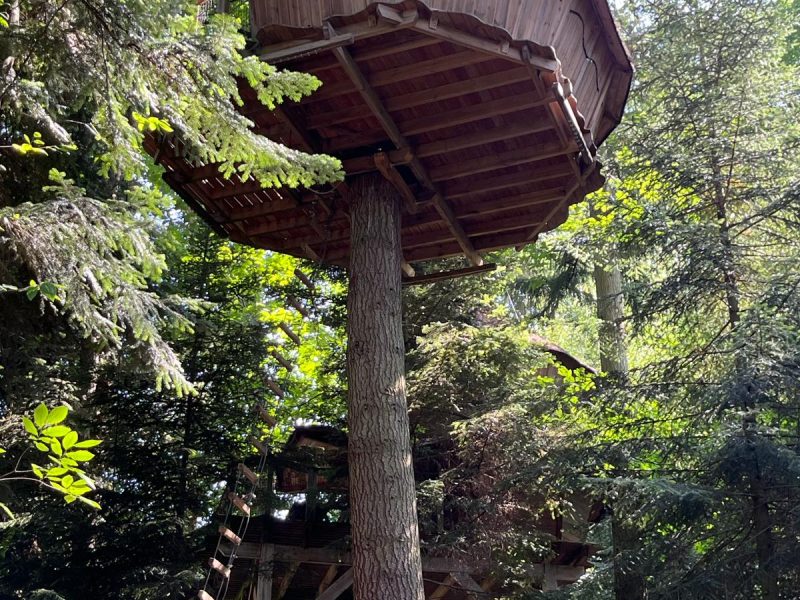 Cabane dans les arbres en bois, perchée au milieu dune forêt verdoyante.