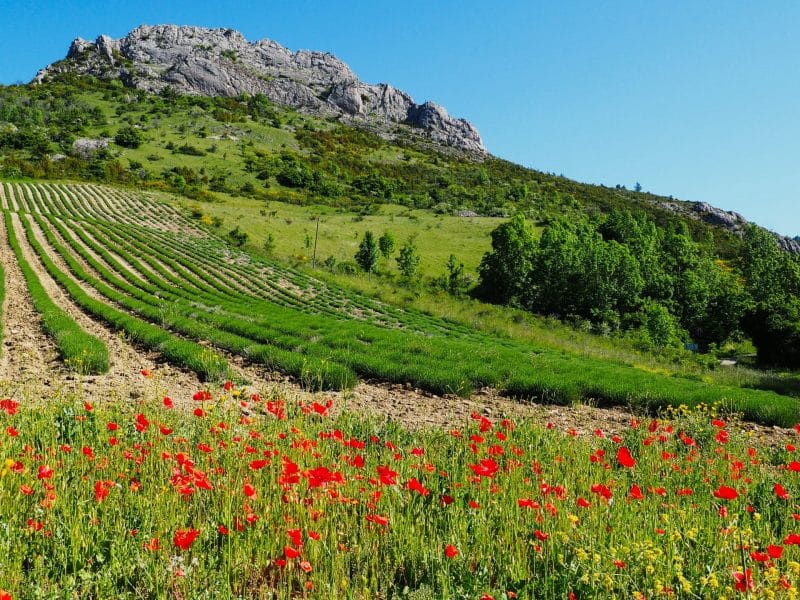 Chambres dhôtes avec vue sur des champs de lavande et des coquelicots colorés.