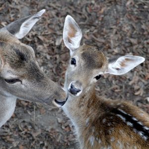 Hébergement insolite en Auvergne-Rhône-Alpes, avec des cerfs majestueux en arrière-plan.