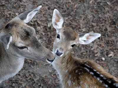 Hébergement insolite en Auvergne-Rhône-Alpes, avec des cerfs majestueux en arrière-plan.
