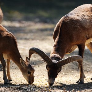 Hébergement insolite en Auvergne-Rhône-Alpes, avec vue sur des animaux sauvages.