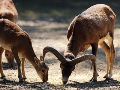 Hébergement insolite en Auvergne-Rhône-Alpes, avec vue sur des animaux sauvages.