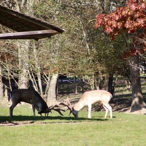 Hébergement insolite en Auvergne-Rhône-Alpes, avec des cerfs majestueux dans un cadre naturel.