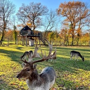 Cabane perchée en Auvergne-Rhône-Alpes, entourée de cerfs et de feuillage automnal.
