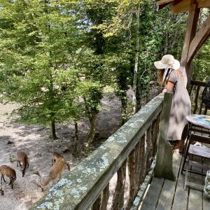 Cabane perchée en Auvergne-Rhône-Alpes, vue sur des cerfs dans la nature verdoyante.