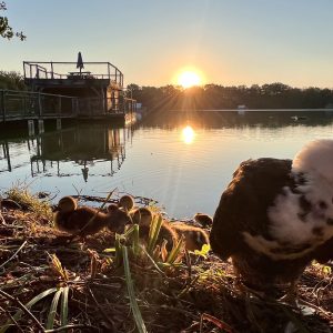 Hébergement insolite en Auvergne-Rhône-Alpes, canard près dun lac au coucher de soleil.