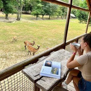 Cabane en bois avec vue sur des cerfs, idéale pour un séjour nature en Auvergne-Rhône-Alpes.