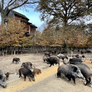 Cabane perchée en bois entourée de sangliers dans un cadre forestier en Auvergne.