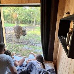 Cabane en bois avec vue sur un animal dans la nature, ambiance chaleureuse et familiale.