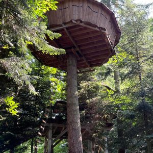 Cabane perchée en bois dans les arbres, entourée de verdure luxuriante.
