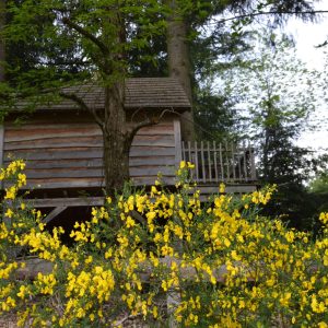 Cabane perchée en bois entourée de fleurs jaunes dans la forêt dAuvergne-Rhône-Alpes.