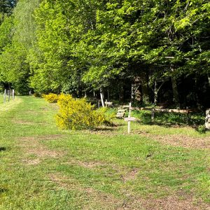 Hébergement insolite en pleine nature, entouré darbres et de fleurs jaunes.