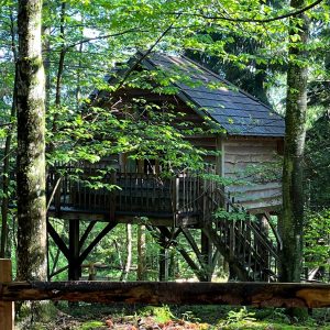 Cabane perchée en bois, entourée darbres verdoyants en Auvergne-Rhône-Alpes.