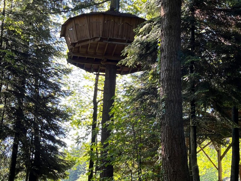 Cabane perchée dans les arbres, entourée de verdure luxuriante en Auvergne-Rhône-Alpes.