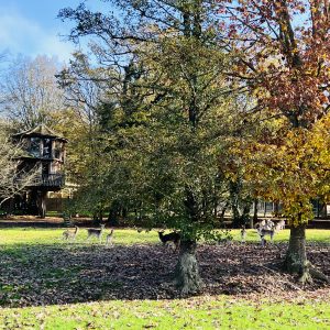 Cabane dans les arbres en Auvergne-Rhône-Alpes, entourée de cerfs et de feuillage coloré.