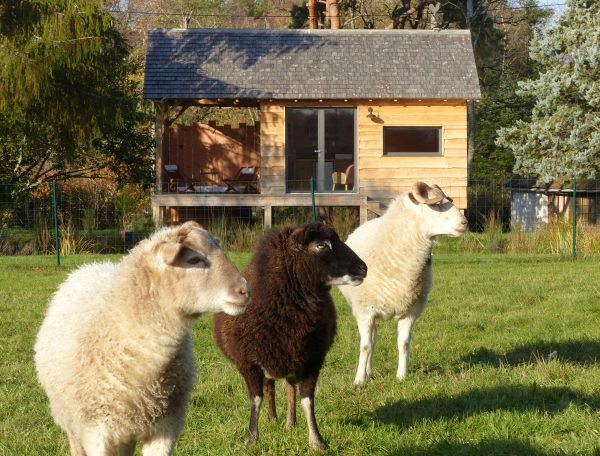 moutons05