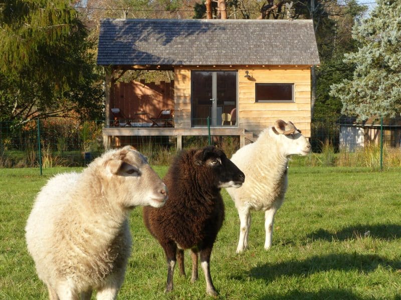 Chalet en bois entouré de moutons dans un cadre verdoyant et paisible.