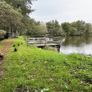 Hébergement insolite en bord de lac, avec un chemin verdoyant et des canards.