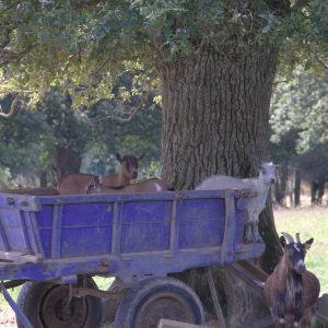 Hébergement insolite en Pays de la Loire : chèvres sur une remorque sous un grand arbre.