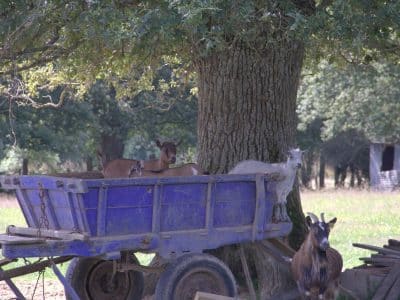 Hébergement insolite en Pays de la Loire : chèvres sur une remorque sous un grand arbre.