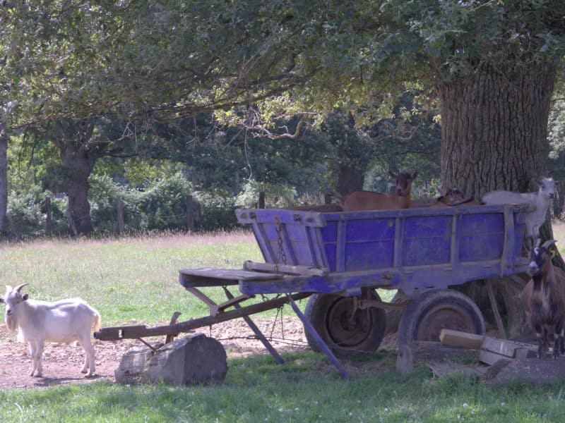 Gîte rural avec des chèvres près dune remorque sous un grand arbre.