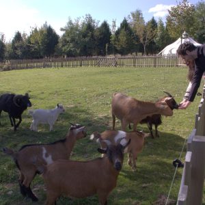 Hébergement insolite en yourte, avec un visiteur nourrissant des chèvres dans un cadre verdoyant.