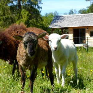 Hébergement insolite en bois au cœur de la nature, entouré de moutons curieux.