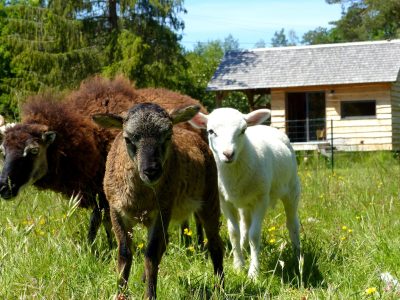 Hébergement insolite en bois au cœur de la nature, entouré de moutons curieux.
