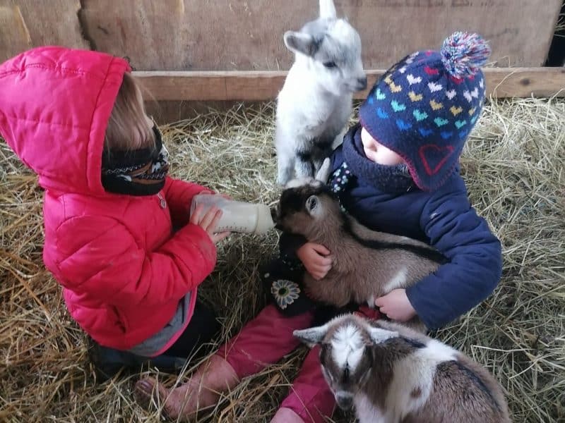 En ferme pédagogique, enfants nourrissent des chevreaux dans un cadre chaleureux et naturel.